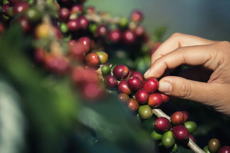 Motores elétricos facilitam a produção e cultivo do café