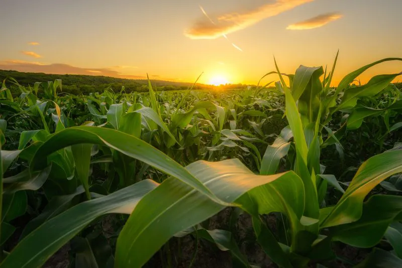 Trituradores com motores elétricos beneficiam o agronegócio durante o tempo seco