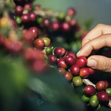 Motores elétricos facilitam a produção e cultivo do café